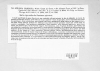 Diaporthe desmazieri image